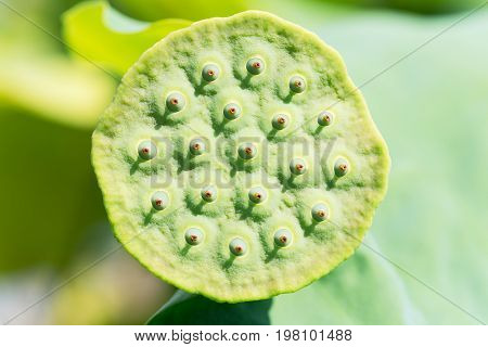 Lotus seed pod close-up on a green background, China