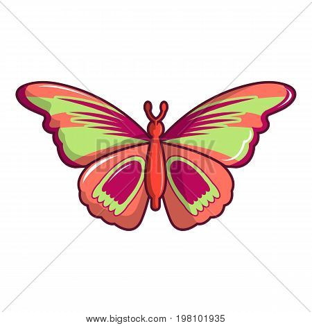 Butterfly archippus sangaris icon. Cartoon illustration of butterfly archippus sangaris vector icon for web design