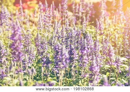 Colorful field of blue salvia blooming on blurred nature background. Flowers in a botanical garden with sunlight outdoor on summer day. Shallow depth of field (dof) selective focus. . Vintage tone.