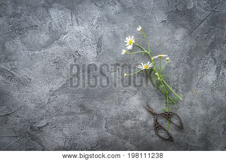 Cut chamomile flower on gray surface, copspace, topview