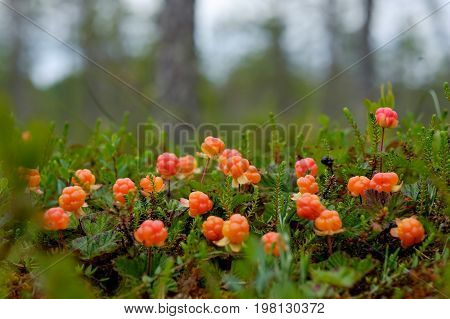 Cloudberry grow in the forest in Russia. Healthy food in wood