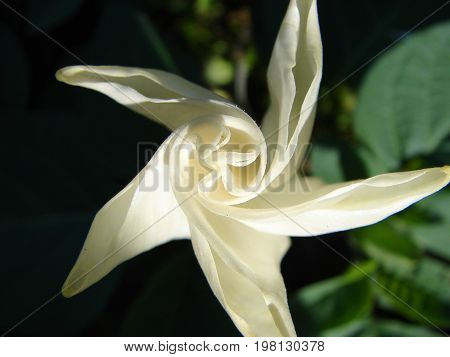 Datura  top view. Dope, stramonium, thorn-apple. Datura flower close up.