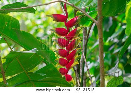 Hanging Lobster Claw, Heliconia Rostrata, Flower Isolated