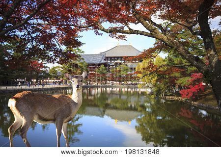 Fall Season With Beautiful Maple Color At Nara Park, Japan