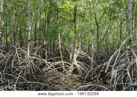 Mangrove Forest At Pranburi Forest National Park, Prachuap Khiri Khan, Thailand