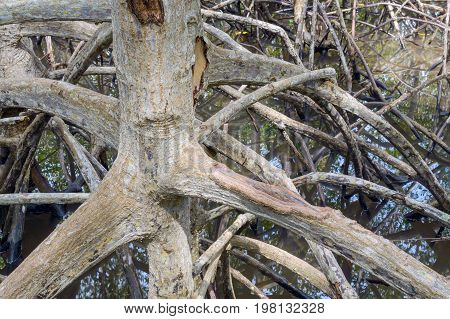 Mangrove Forest At Pranburi Forest National Park, Prachuap Khiri Khan, Thailand