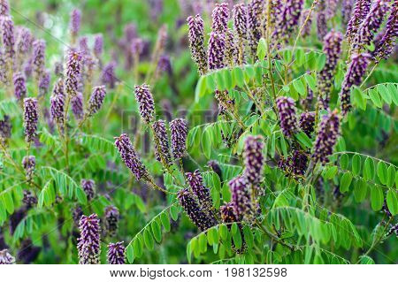 Closeup Flowers Of Blossoming Pink Acacia Known As Robinia Viscosa