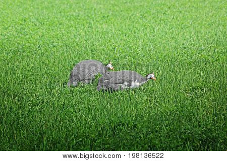 Beautiful pasture with green grass and pearl-hen birds on sunny day