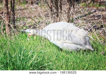 Beautiful pasture with green grass and pearl-hen bird on sunny day