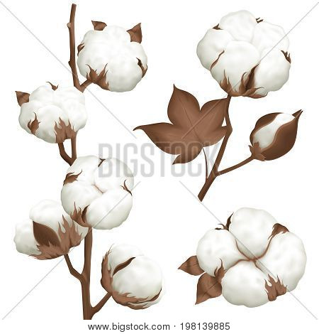 Ripe cotton boll opened seeds case realistic set of 3 plant parts isolated vector illustration