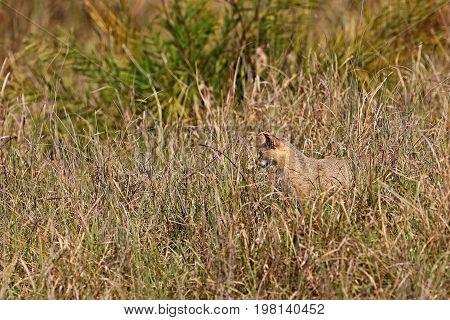 Beautiful jungle cat in the nature habitat in India. Very rare indian jungle cat.Indian wildlife and tiger prey.