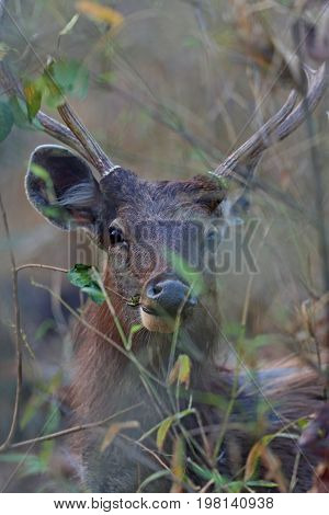 Beautiful sambar deer in the nature habitat in India. Beautiful and big sambar deer.Indian wildlife and tiger prey.
