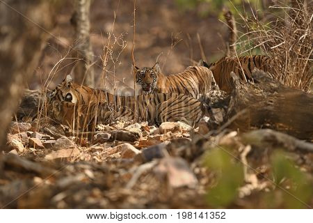 Tigers in the nature habitat. Tiger in the dark forest. Wildlife scene with danger animal. Hot summer in Rajasthan, India. Dry trees with beautiful indian tiger. Panthera tigris
