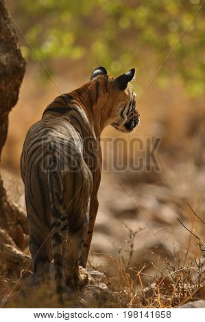 Tigers in the nature habitat. Tiger in the dark forest. Wildlife scene with danger animal. Hot summer in Rajasthan, India. Dry trees with beautiful indian tiger. Panthera tigris