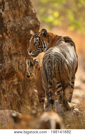 Tigers in the nature habitat. Tiger in the dark forest. Wildlife scene with danger animal. Hot summer in Rajasthan, India. Dry trees with beautiful indian tiger. Panthera tigris