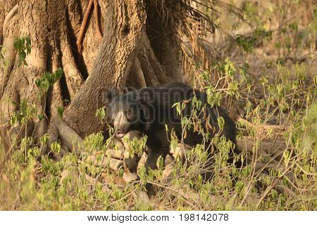 Big beautiful sloth bear male is searching termites/wild animal in the nature habitat/India