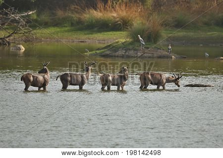 Ancient ruins of hunting palace by the Rajbagh lake with deers in the watter/landscape picture with wild animals/india