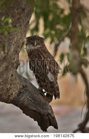 Wild owl in the nature habitat/wild animals in the nature habitat/Indian wildlife/birding in india