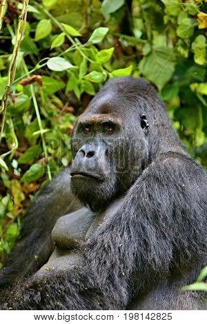 Endangered eastern gorilla in the beauty of african jungle, silverback and family, Gorilla beringei, Democratic Republic of Congo, rare african wildlife