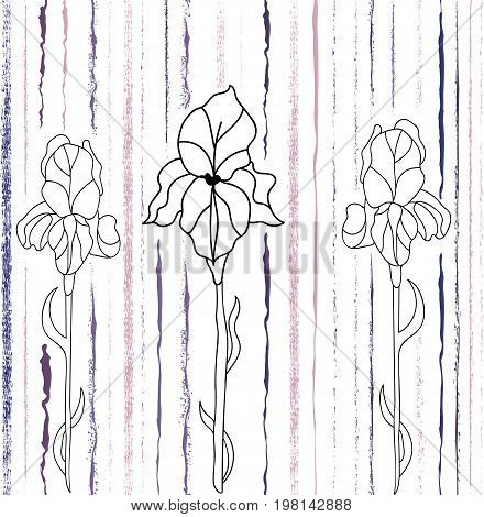 Background with irises and line. Hand-drawn illustration