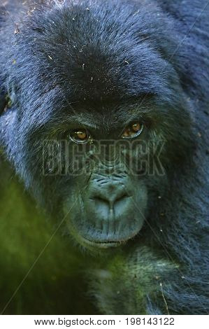 Endangered eastern gorilla in the beauty of african jungle, silverback and family, Gorilla beringei, Democratic Republic of Congo, rare african wildlife