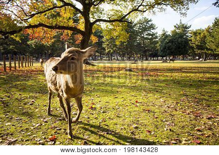 Fall Season With Beautiful Maple Color At Nara Park, Japan