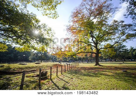 Fall Season With Beautiful Maple Color At Nara Park, Japan