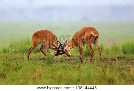 Kobe antelopes is fighting on the african grassland, pure wild africa, african wildlife, males fight