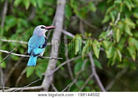 Beautiful tiny and colorful bird in the nature habitat, wild africa, african wilderness, beauty for birdwatchers, sunbird, hummingbird