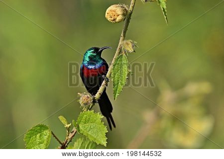 Beautiful tiny and colorful bird in the nature habitat, wild africa, african wilderness, beauty for birdwatchers, sunbird, hummingbird