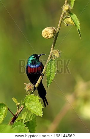 Beautiful tiny and colorful bird in the nature habitat, wild africa, african wilderness, beauty for birdwatchers