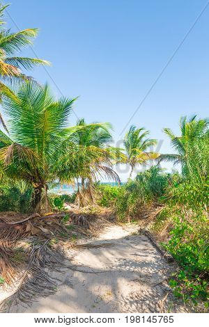 Impressive Paradise Beach At The Itacare Bahia Brazil