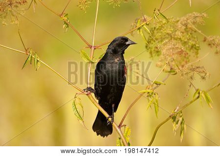 Red Winged Blackbird in the Presson Oglesby Prairie, Arkansas