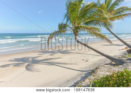 Impressive Paradise Beach At The Itacare Bahia Brazil