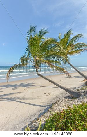 Impressive Paradise Beach At The Itacare Bahia Brazil