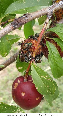 Japanese beetles clustered on a ripe plum