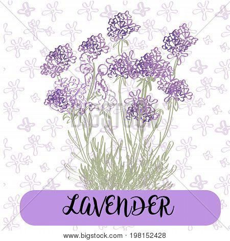 lavender flowers elements. Botanical. Collection of lavender flowers on a white background. Vector illustration bundle.Violet