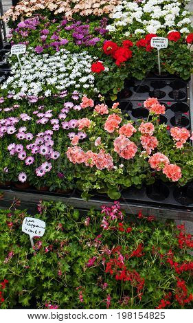 Beautiful flowers selling at flower market Kouter in Ghent