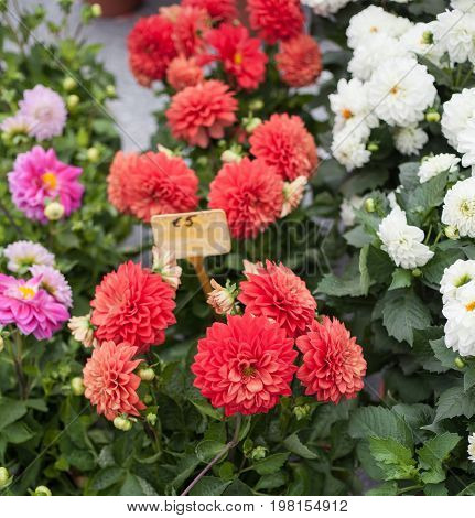 Beautiful flowers selling at flower market Kouter in Ghent
