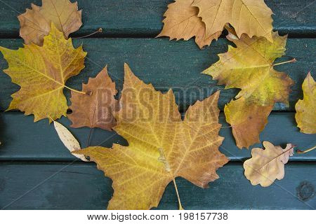 Yellow leaves on the bench in park in october