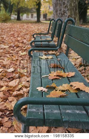 Two benches in line in park in fall with red foliage