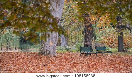 Two benches in the park in fall with red foliage