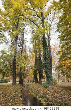 Park in fall and yellow red foliage with small creek