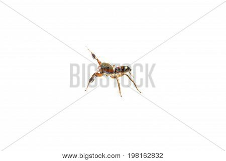The tiny Jumping Spider on white background
