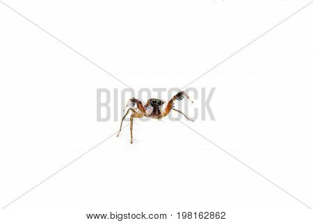 The tiny Jumping Spider on white background