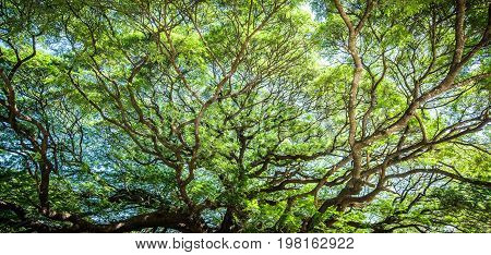 Large Samanea saman tree with branch in Kanchanaburi Thailand