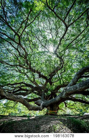 Large Samanea saman tree with branch in Kanchanaburi Thailand