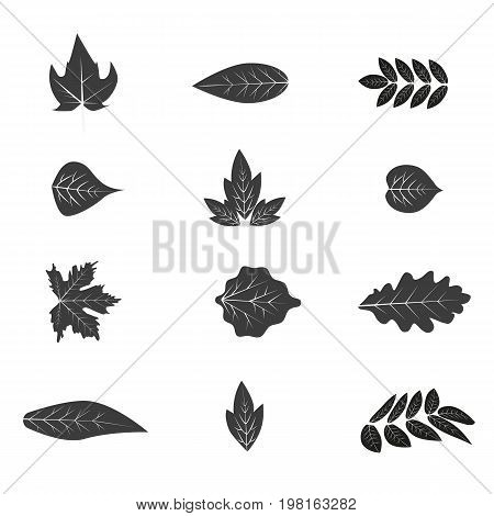 Autumn leaves set isolated on white background simple nature leaf cartoon flat style vector illustration. Golden september autumn leaves october forest seasonal foliage.