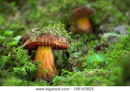 Neoboletus Luridiformis, Edible Mushrooms