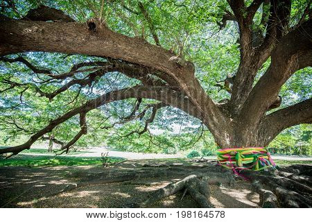Large Samanea saman tree with branch in Kanchanaburi Thailand